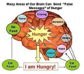 hunger training picture of brain areas showing how many areas of brain can send false messages of hunger