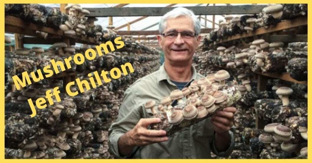 Jeff Chilton Enlightens Mushrooms With 30 Years Experience! Chaga, Lionsmane