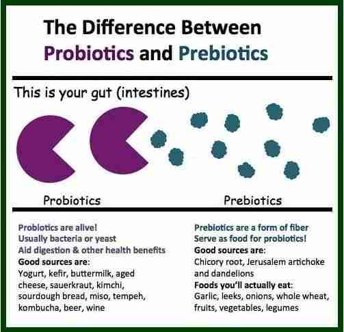 microbiota gut flora