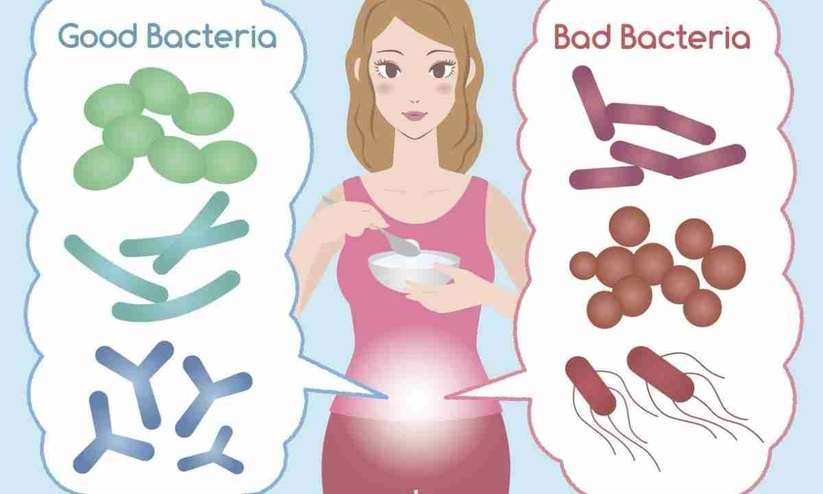 prebiotic probiotic bacteria stomach