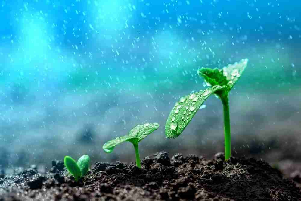 seed plant probiotic prebiotic