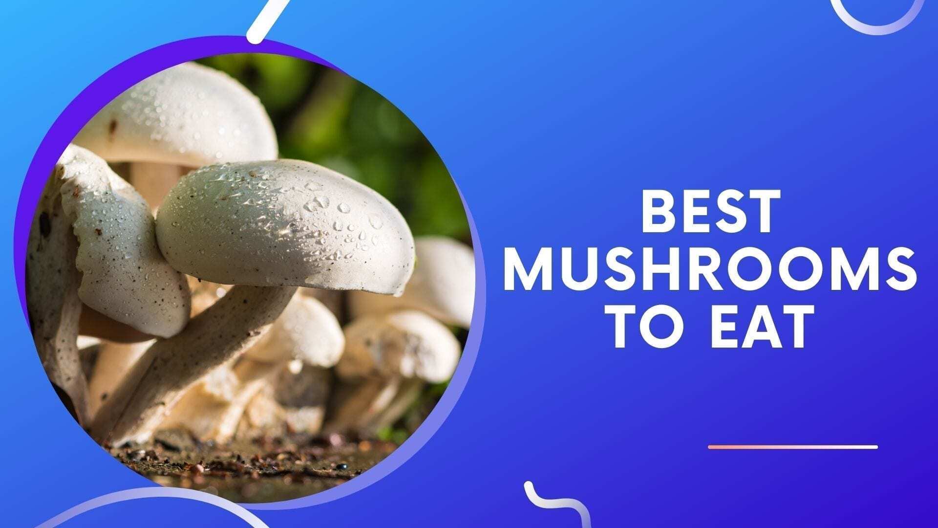 Best Mushrooms To Eat