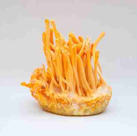 orange lionsmane hair