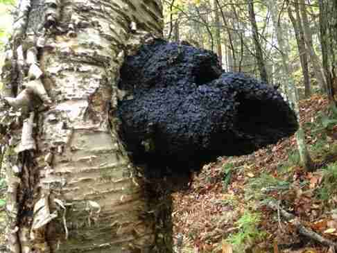chaga mushrooms Discover 5 Mushrooms with Proven Health Benefits