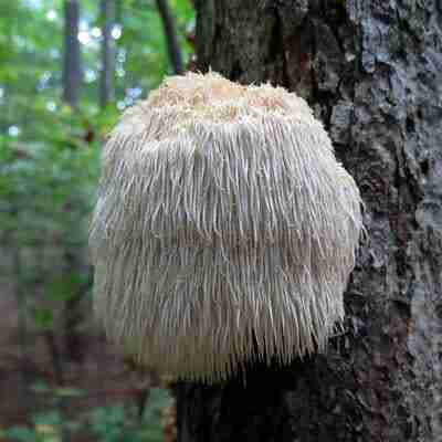lionsmane mushrooms Discover 5 Mushrooms with Proven Health Benefits