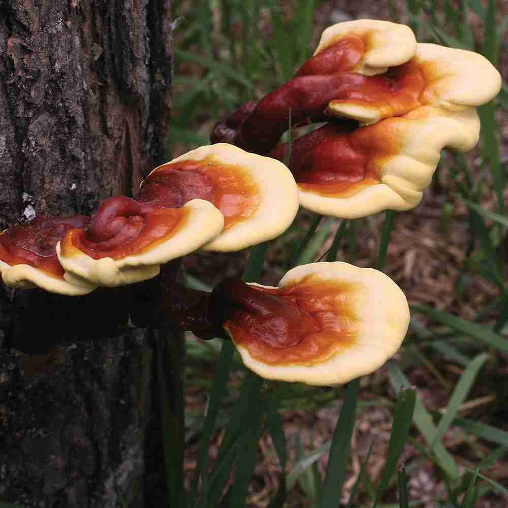 reishi mushrooms Discover 5 Mushrooms with Proven Health Benefits