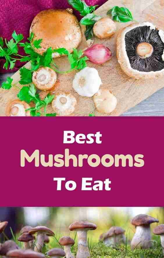 Discover 5 Mushrooms with Proven Health Benefits