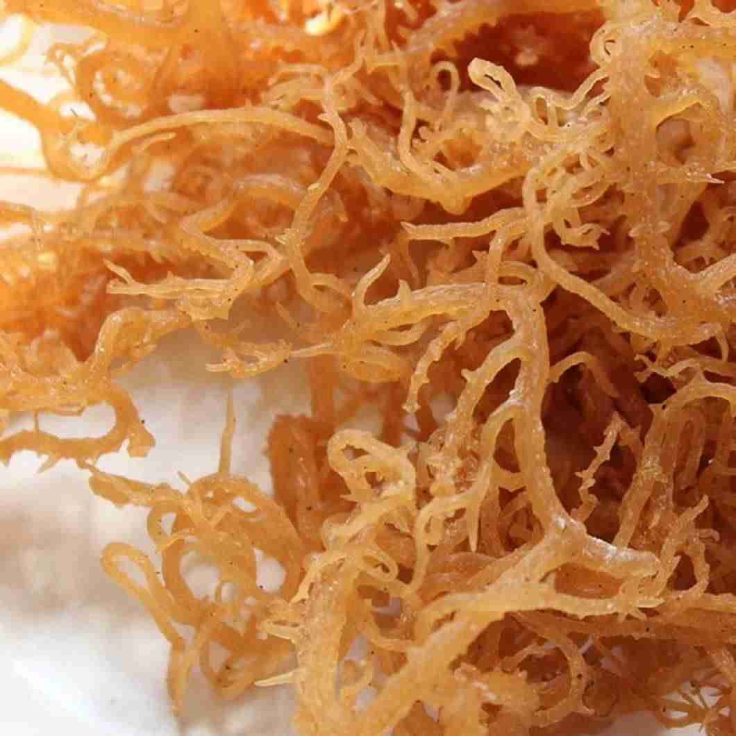 Discover 7 Secret Superfoods You’ve Never Heard Of