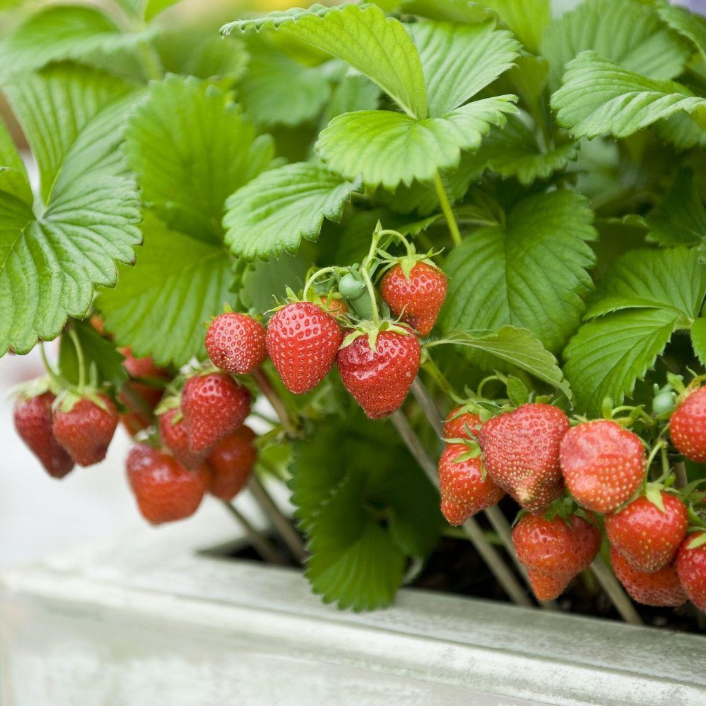 strawberry plant in nature