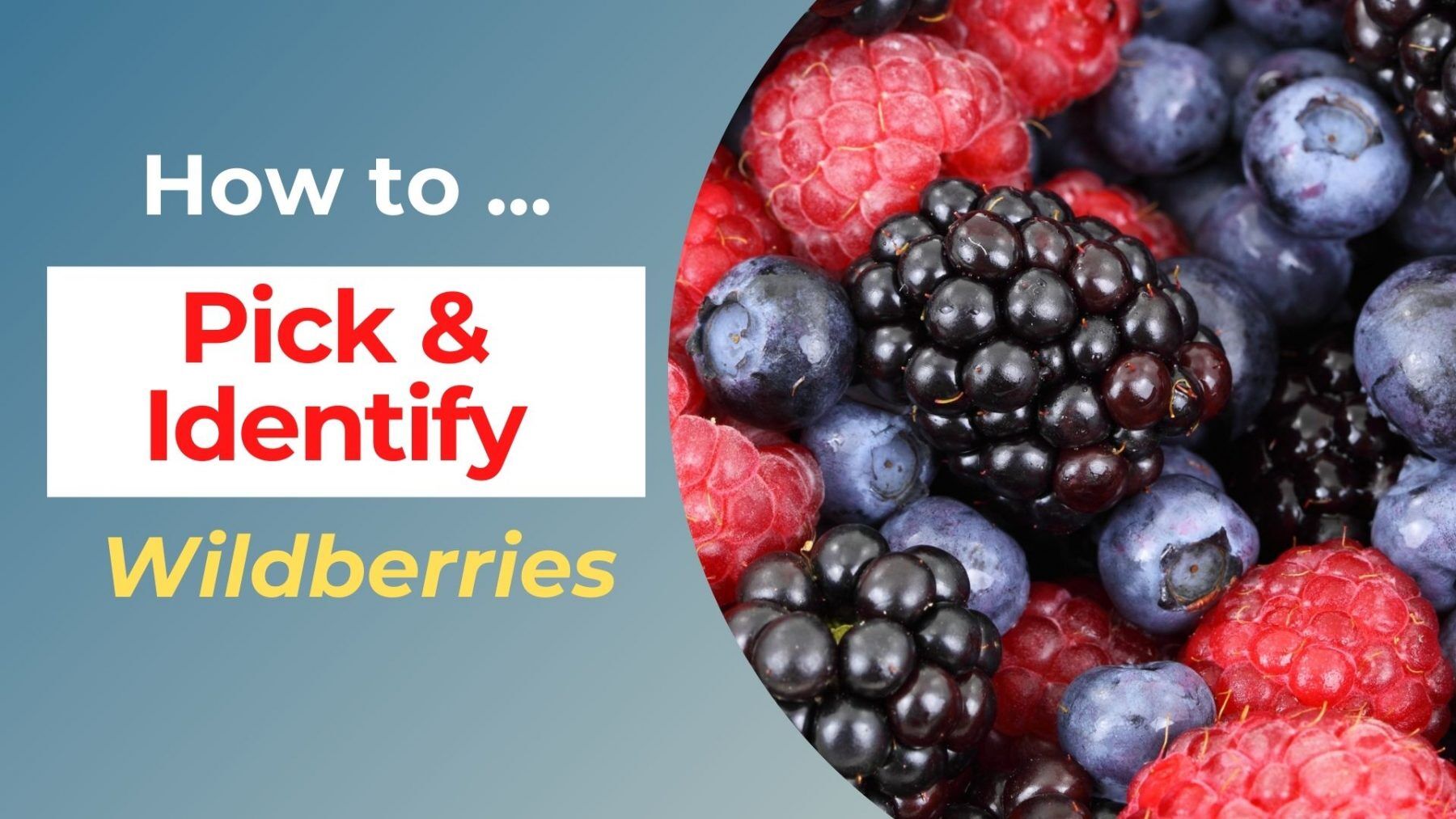 how to pick and identify wild berries