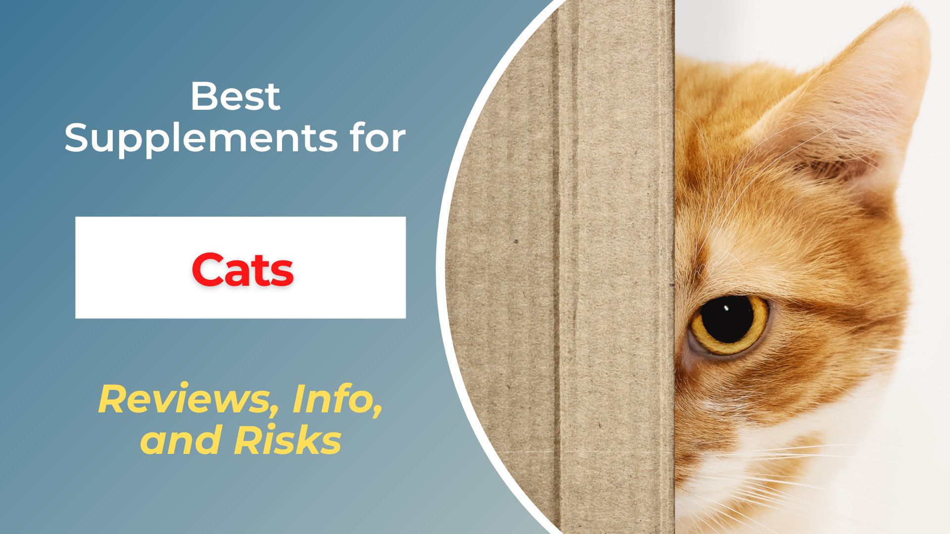 Best Supplements for Cats