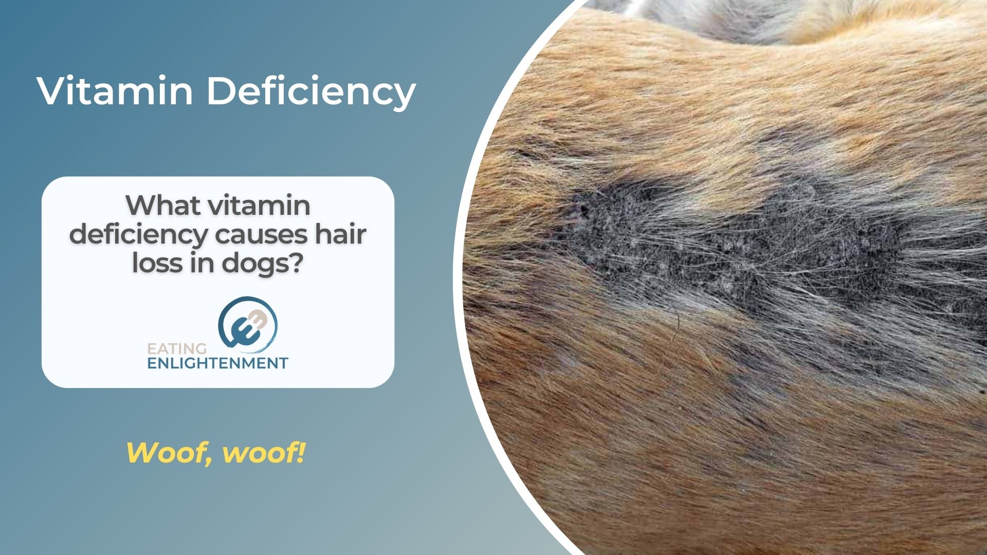 What vitamin deficiency causes hair loss in dogs? — Eating Enlightenment