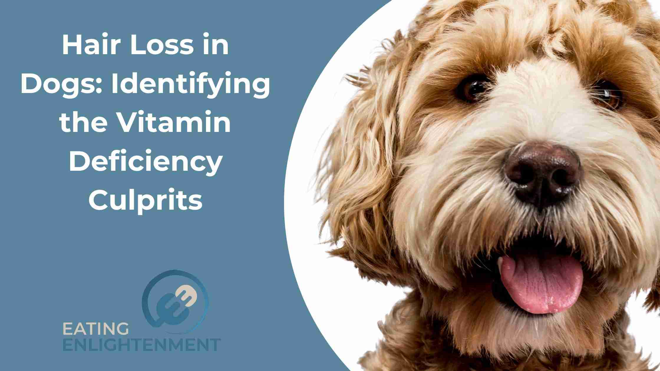Hair Loss in Dogs: Identifying the Vitamin Deficiency Culprits