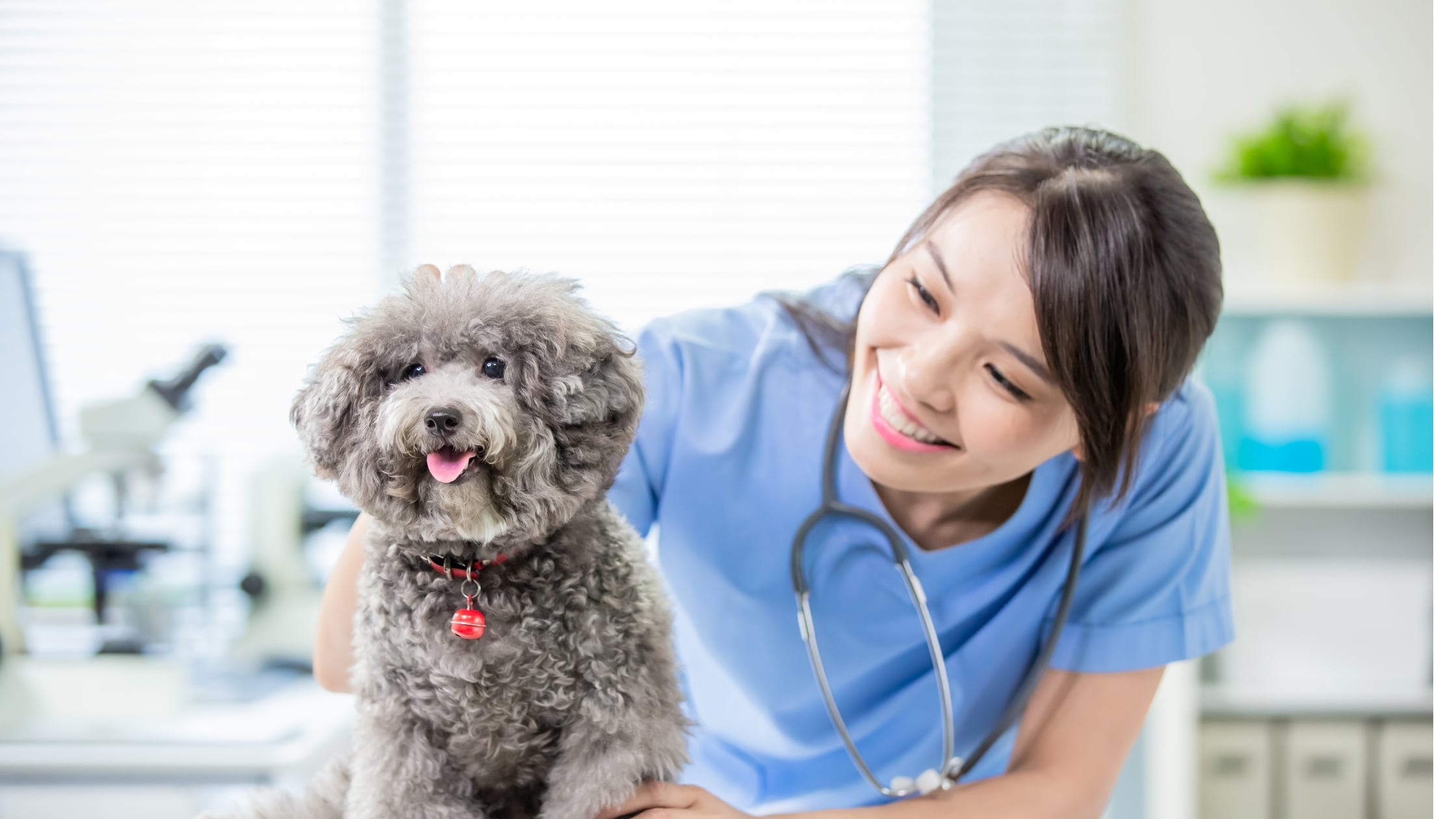 Top Free Online Vet Advice Resources for Pet Owners: A Comprehensive Guide