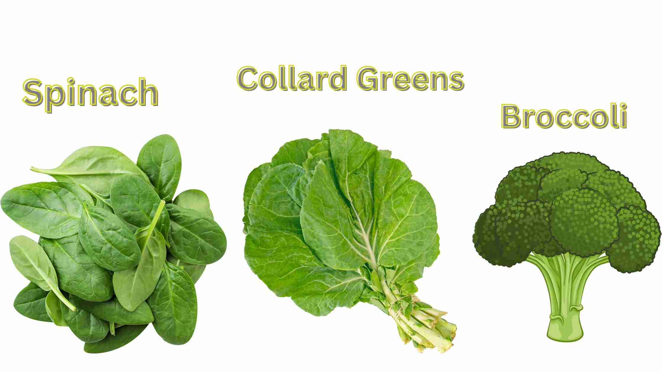 Discover the Best Foods for Vitamin K